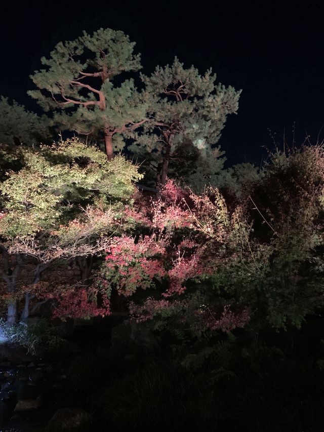 京都親子遊｜朱雀之庭賞夜楓