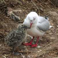 The Royal Albatross Centre 