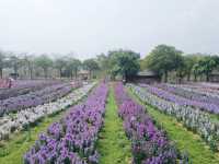廣洲櫻花樂園