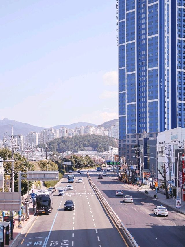 벚꽃 구경하기 좋은 부산 구포역