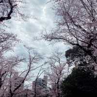 【王子】飛鳥山公園