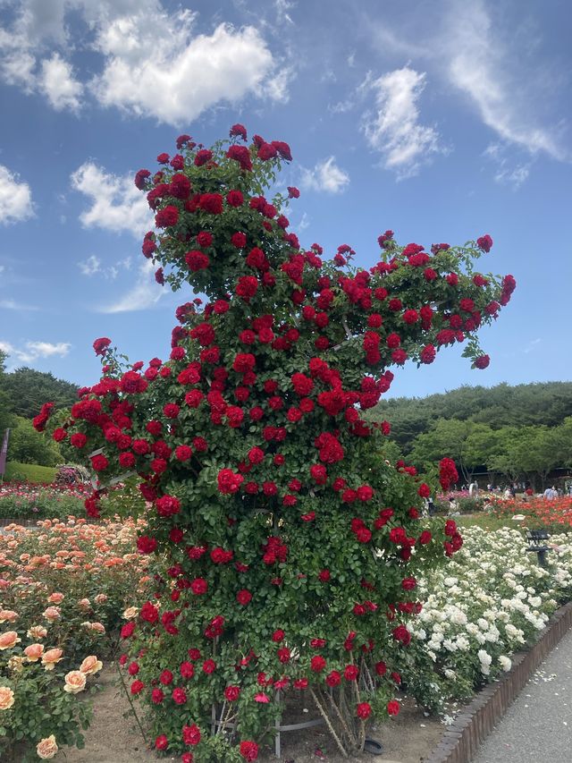 울산대공원 장미축제
