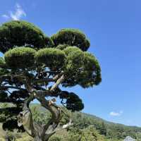 아침고요수목원에서 꽃구경 즐기기~🌳