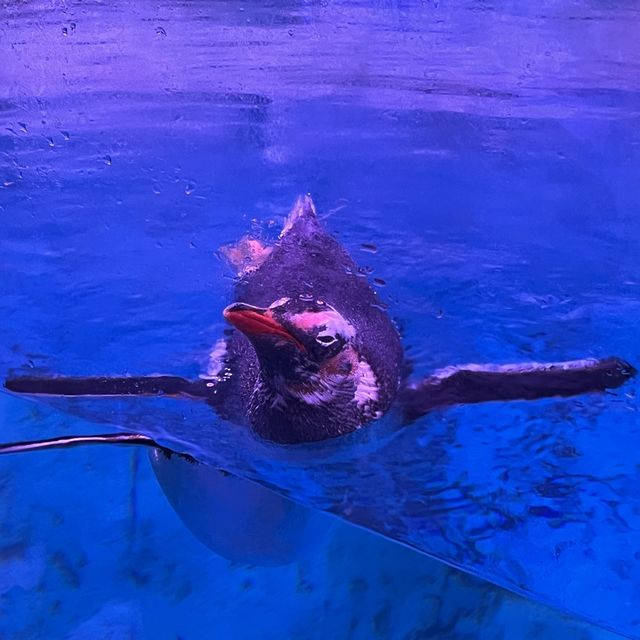 近距離欣賞海底世界的水族館！