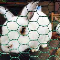 【日本 山梨縣】最萌兔兔馬兒一次到齊🐰