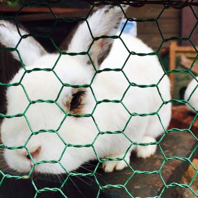 【日本 山梨縣】最萌兔兔馬兒一次到齊🐰