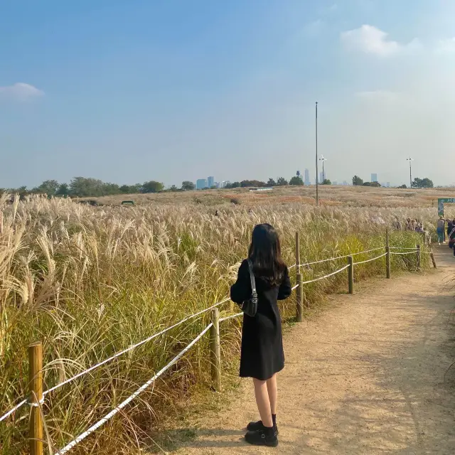 가을에는 역시 하늘공원🍁🍂🤎