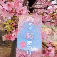 “Matsuda Cherry Blossom Festival” 🌸