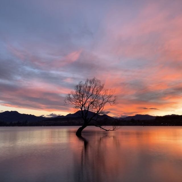 The lone tree of Lake Wanaka