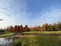 濕地公園的落羽松