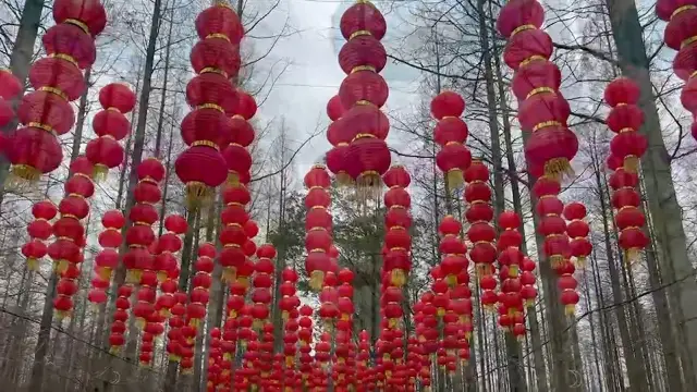 Dongping National Forest Park 🌳 