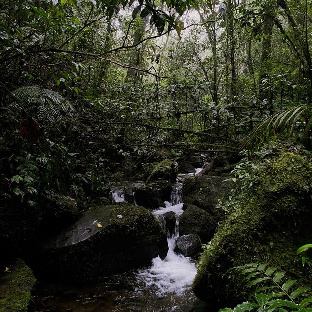 Monteverde Cloud Forest Reserve