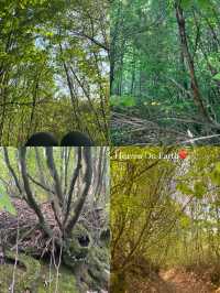 A Random Forest❤️