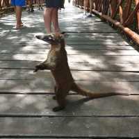 Animals at the resort 