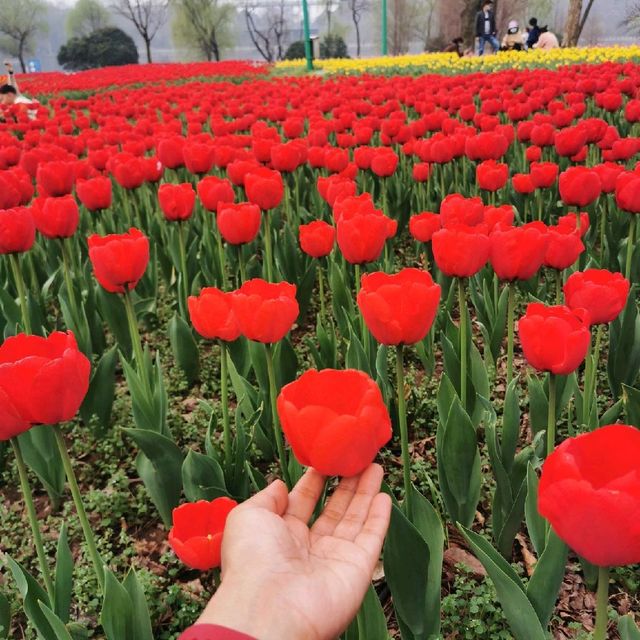 Botanical Garden🌷,  Nanjing