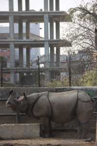 Nepal Kathmandu Central Zoo