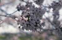 Shiga also has beautiful cherry blossoms.