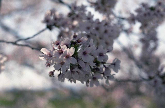 Shiga also has beautiful cherry blossoms.