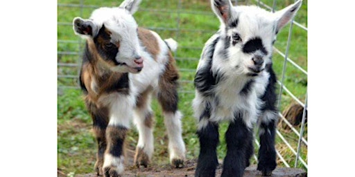 Pencil Sketching with Baby Goats | Faith Lutheran Church