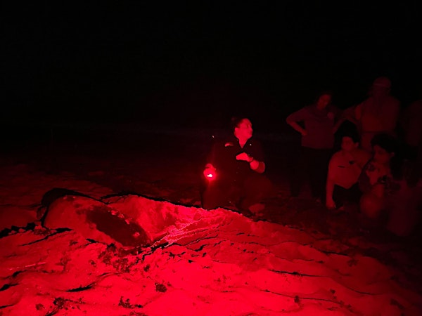 2025 St. Lucie County Nighttime Sea Turtle Walks | Jensen Beach Community Center