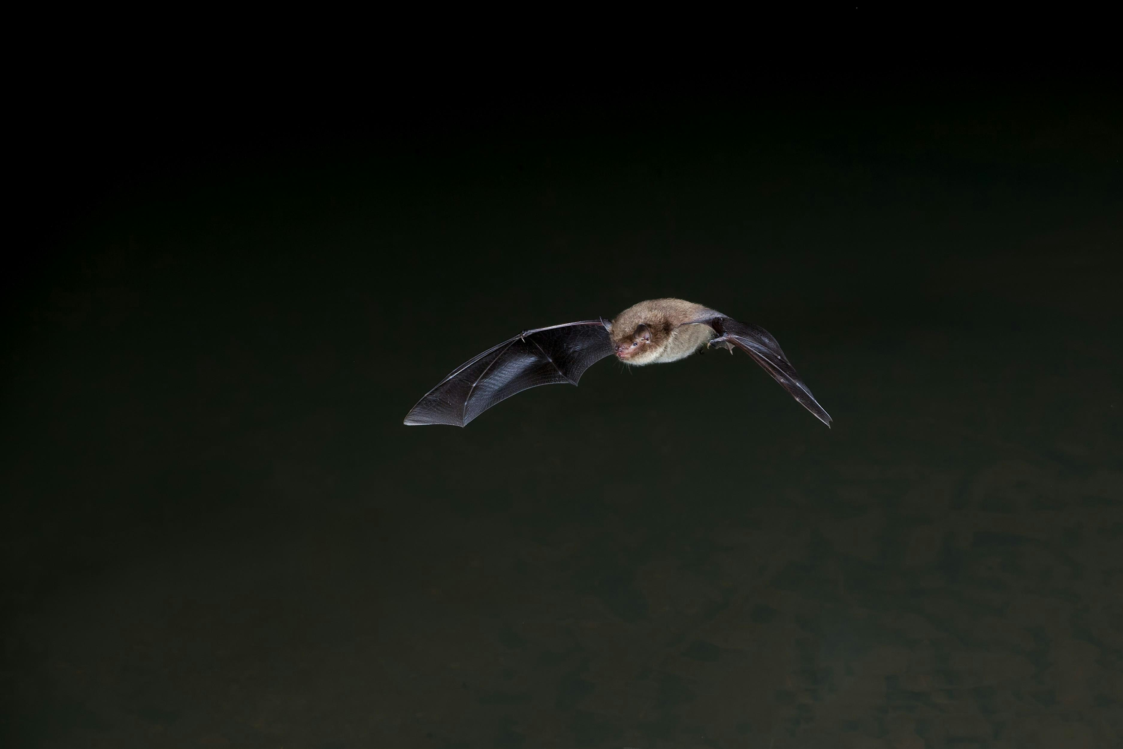 Hanningfield family bat evening | Essex Wildlife Trust Hanningfield Reservoir Nature Discovery Park