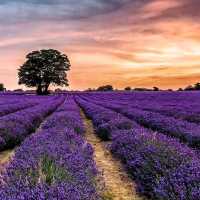LAVENDER FIELDS