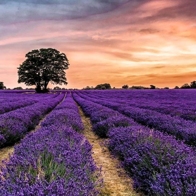 LAVENDER FIELDS