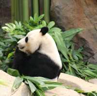 Ocean Park. 
