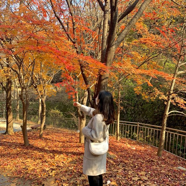 [🇰🇷, 대구] 울긋불긋 단풍 맛집, 대구 앞산공원 🍁