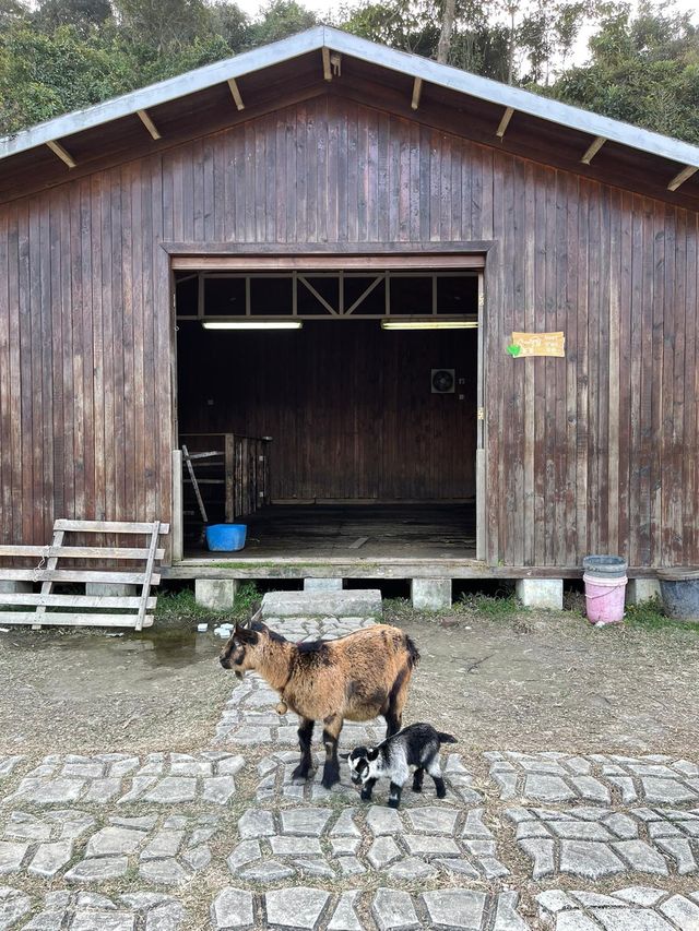 🐑🐏親親小山羊 港版「台灣清境農場」🐐