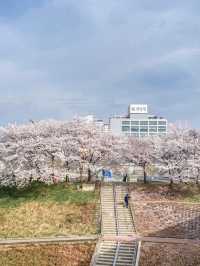 서울 감성 벚꽃명소를 찾는다면, 바로 이 곳🌸