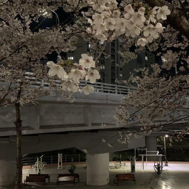 벚꽃 야경명소 죽전 성복천