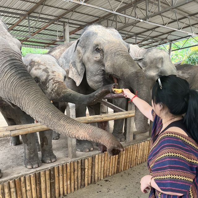 A Day with the Elephants 🐘 in Chiang Mai!