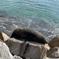 really cute and chubby seals 