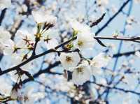 감고당길 🌺 꽃놀이