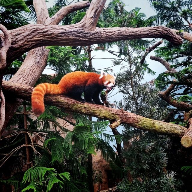 The Panda Kai Kai & Jia Jia Enclosure 