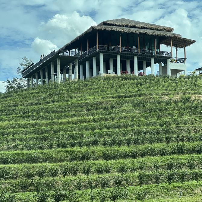 รวมกัน 100+ ภาพพื้นหลัง ไร่ชา 1000 ไมล์ รูปภาพ สวยมาก