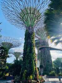 Supertree Grove 🌴มาสิงคโปร์ต้องไม่พลาด