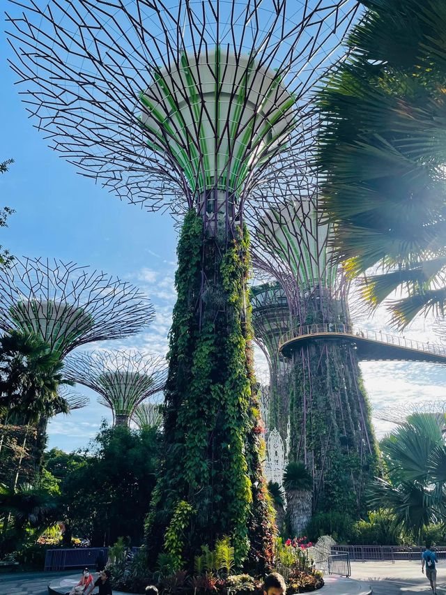 Supertree Grove 🌴มาสิงคโปร์ต้องไม่พลาด