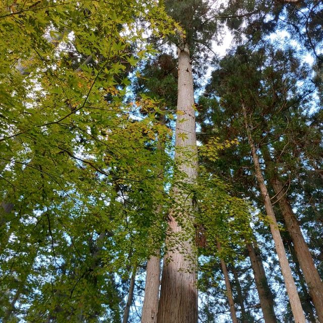 岩手県！紅葉と世界遺産【平泉】中尊寺金色堂