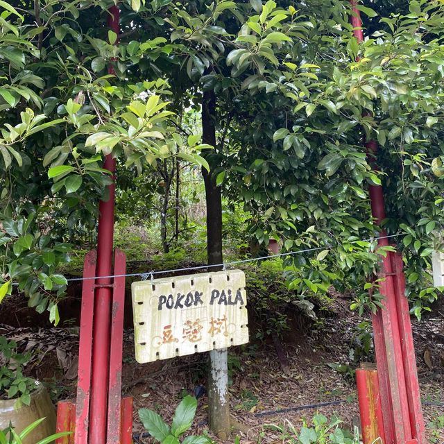 Nutmeg factory at Balik Pulau