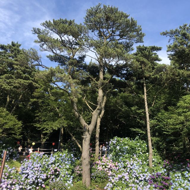 수국이 예뻤던, 태종대