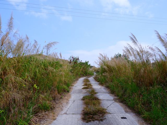 芒草仙境