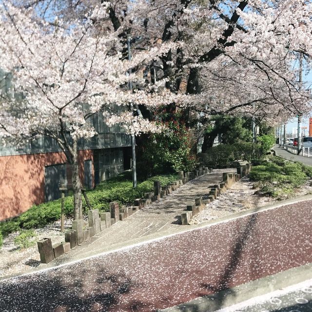 野川桜並木