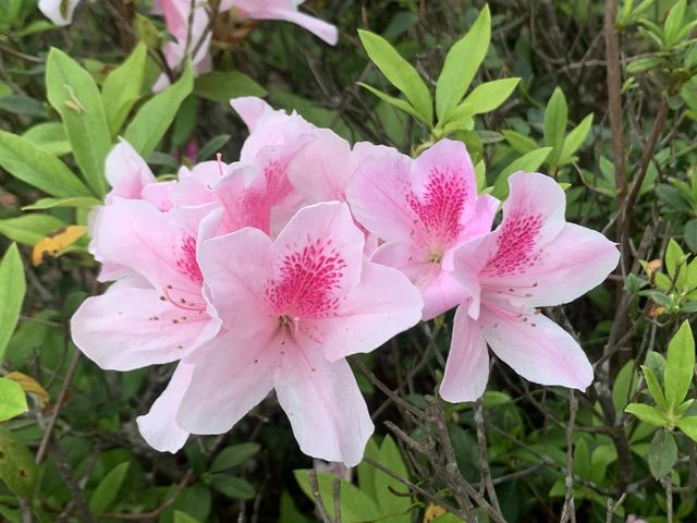 遊香港．坑口文曲里公園賞花
