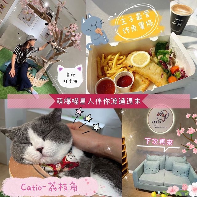🐱 萌爆喵星人伴你渡過週末