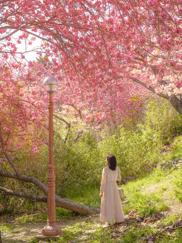동화 속 같은 부산의 겹벚꽃 명소🌸