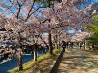 京都　SAKURA  桜めぐり❗️高台寺公園の桜に感動❗️