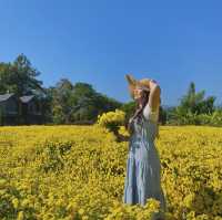 ชมสวนดอกเก๊กฮวยและ จิบน้ำเก็กฮวยสดๆถึงสวนฟรี