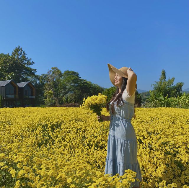 ชมสวนดอกเก๊กฮวยและ จิบน้ำเก็กฮวยสดๆถึงสวนฟรี